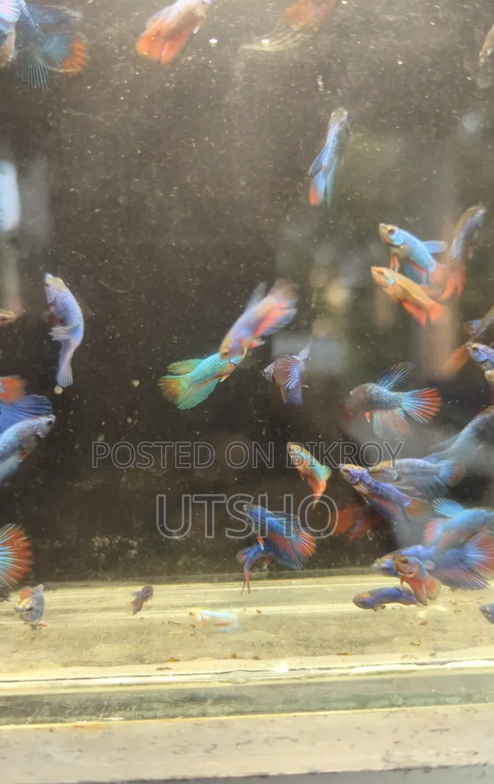 Galaxy Halfmoon Betta Baby