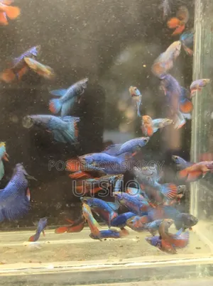 Galaxy Halfmoon Betta Baby