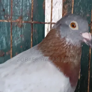 One piece Milli racing male pigeon for sale.