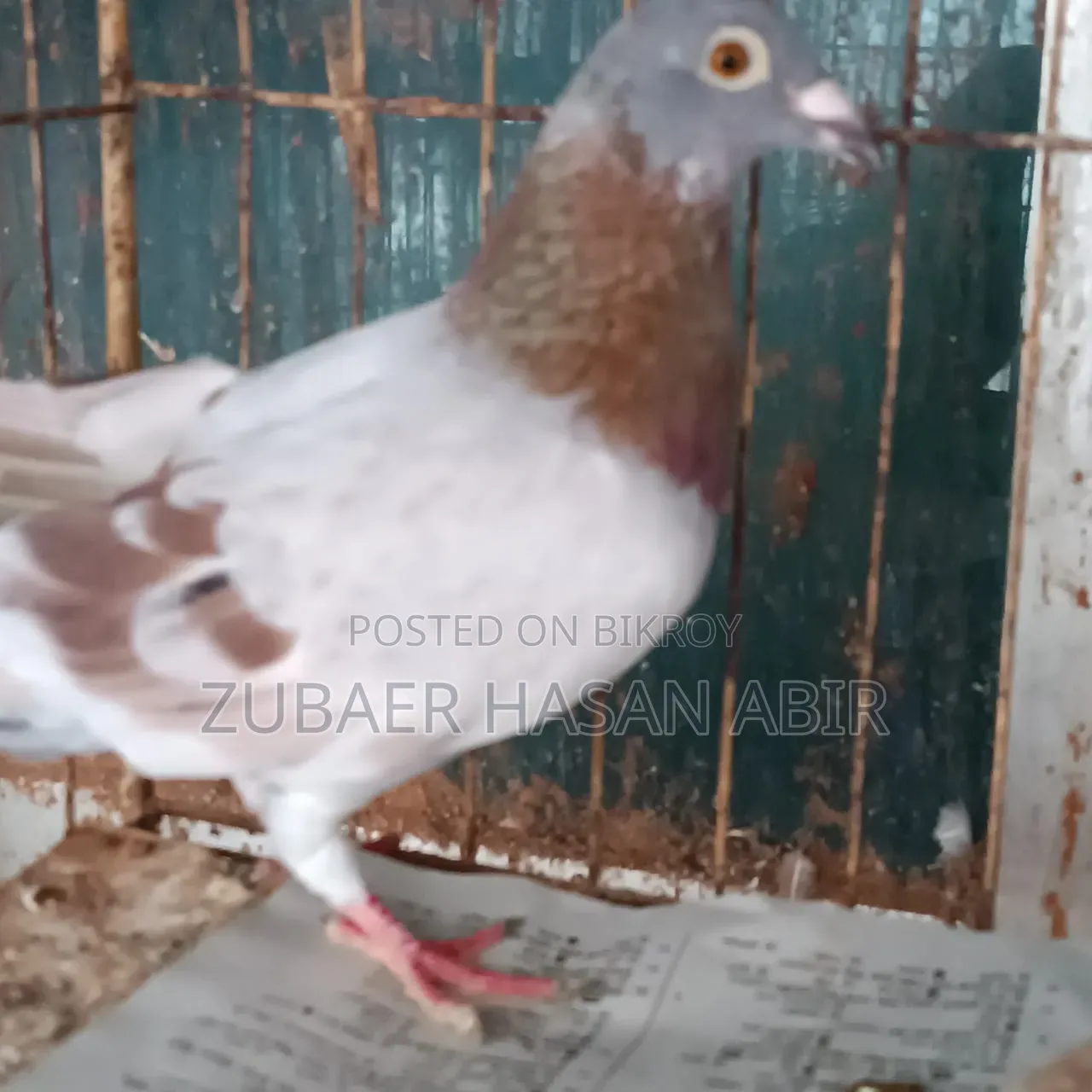One piece Milli racing male pigeon for sale.