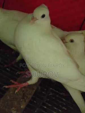 Cuinna Cuithal Pigeon