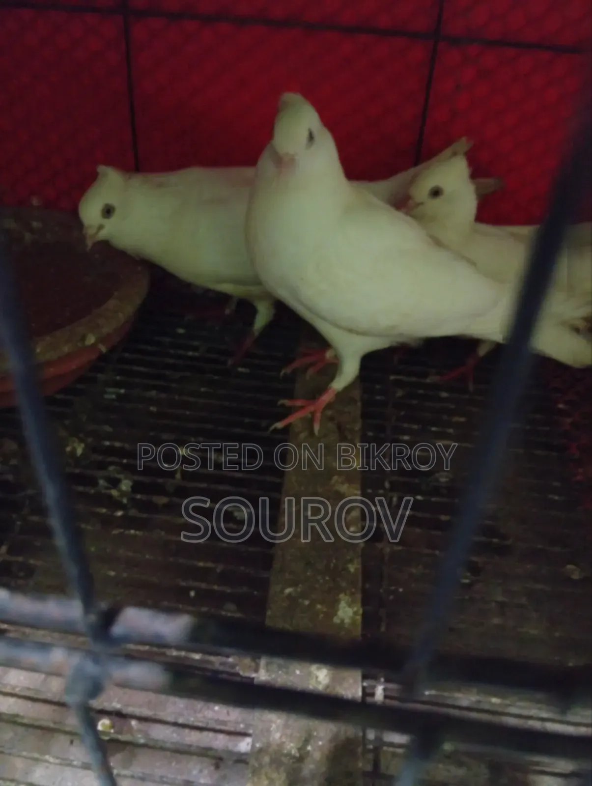 Cuinna Cuithal Pigeon