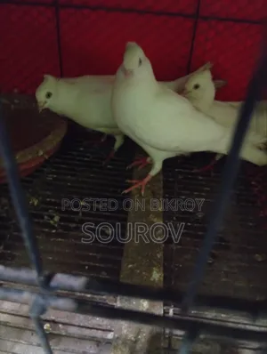 Cuinna Cuithal Pigeon