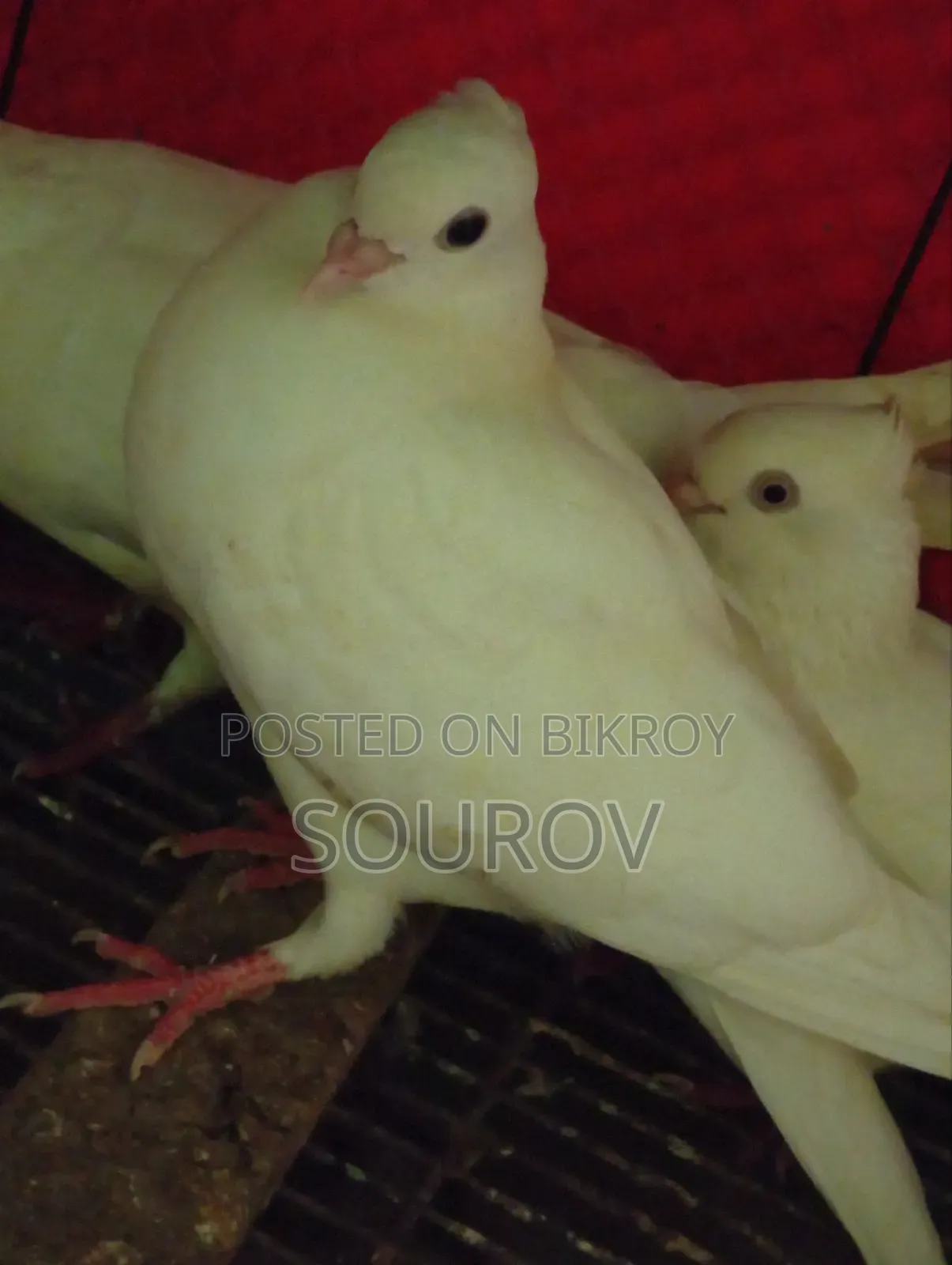Cuinna Cuithal Pigeon