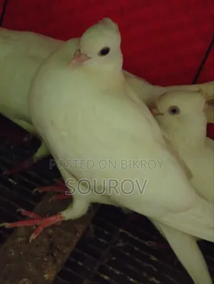 Cuinna Cuithal Pigeon