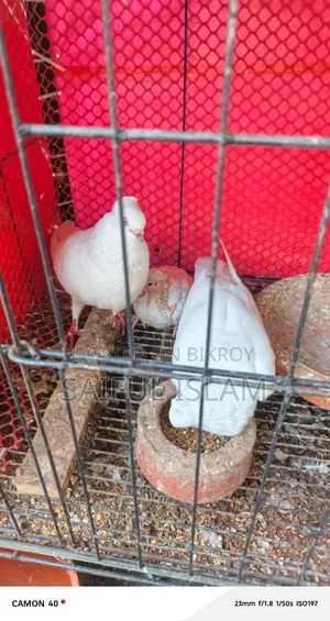 Cuinna Cuithal Pigeon