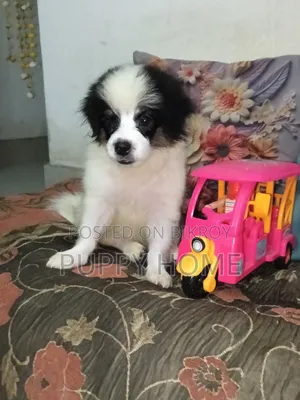 1-3 months Male Purebred Cocker Spaniel