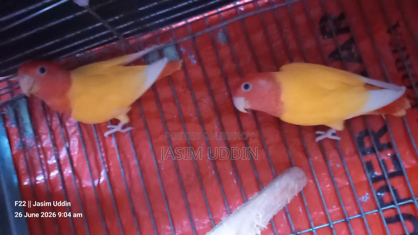 Lutino Red Head Opaline Running Pair