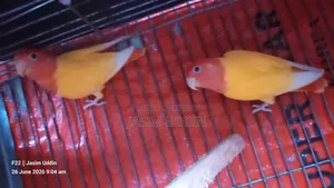 Lutino Red Head Opaline Running Pair