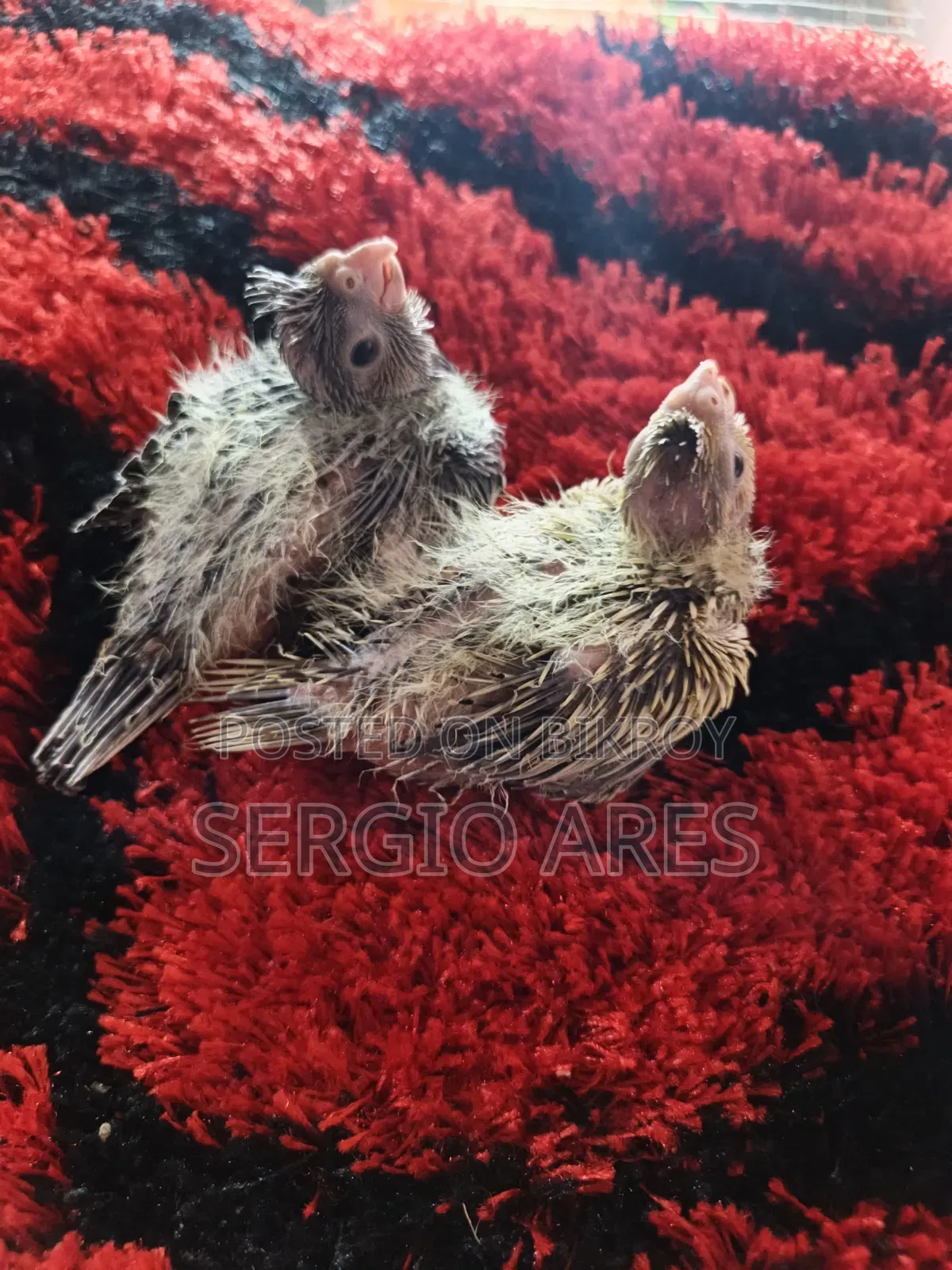 Cockatiel Baby 22 Days Old
