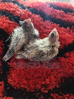 Cockatiel Baby 22 Days Old