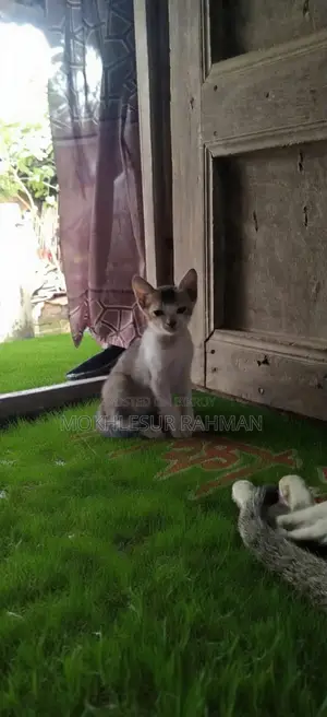 1-3 Months Male Mixed Breed Bengal