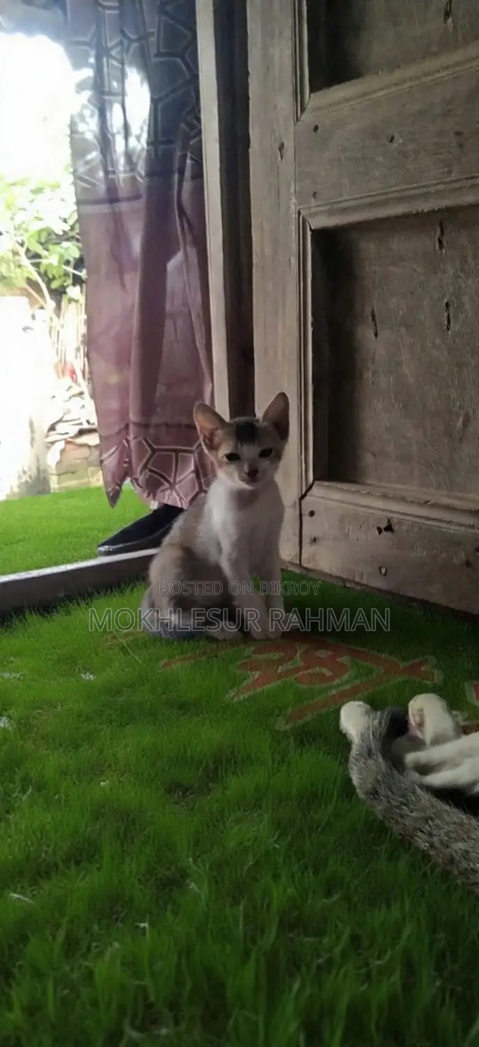 1-3 Months Male Mixed Breed Bengal