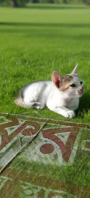 1-3 Months Male Mixed Breed Bengal