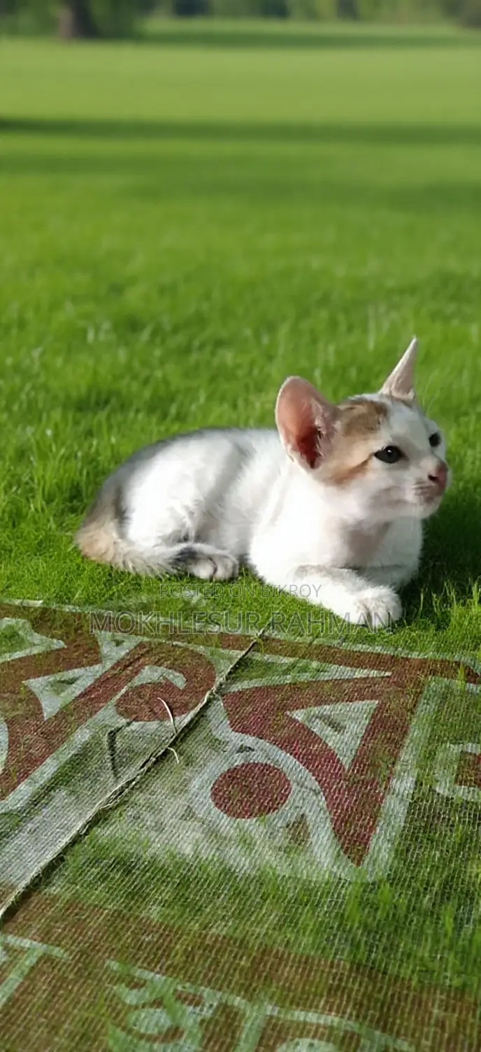 1-3 Months Male Mixed Breed Bengal