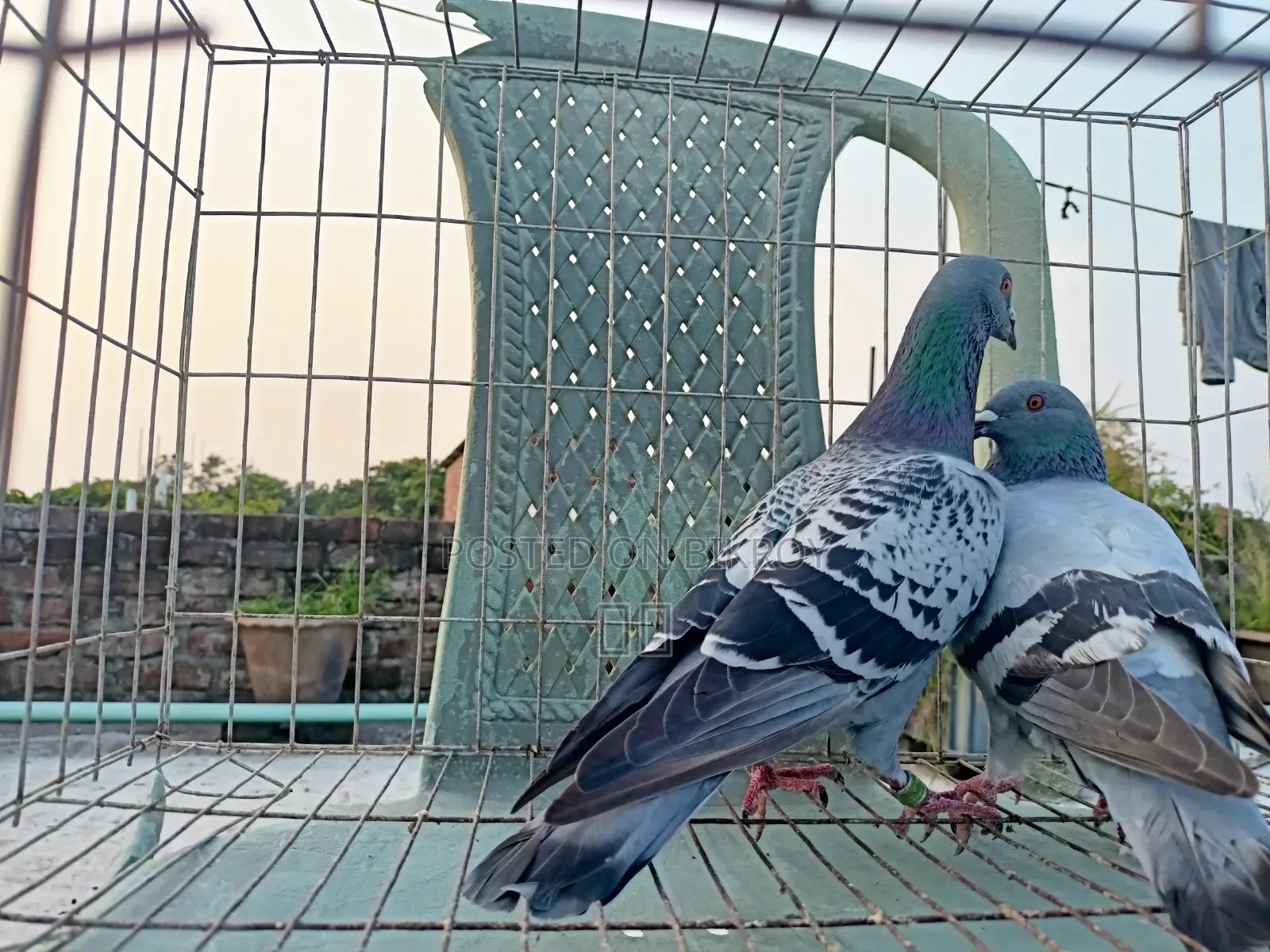Racer Racing Pair of Pigeons
