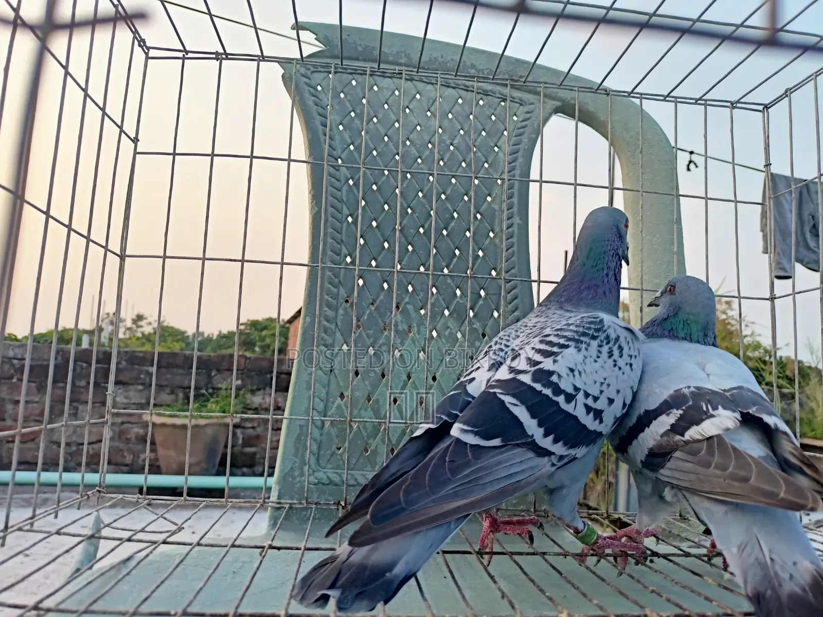 Racer Racing Pair of Pigeons