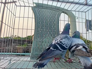 Racer Racing Pair of Pigeons