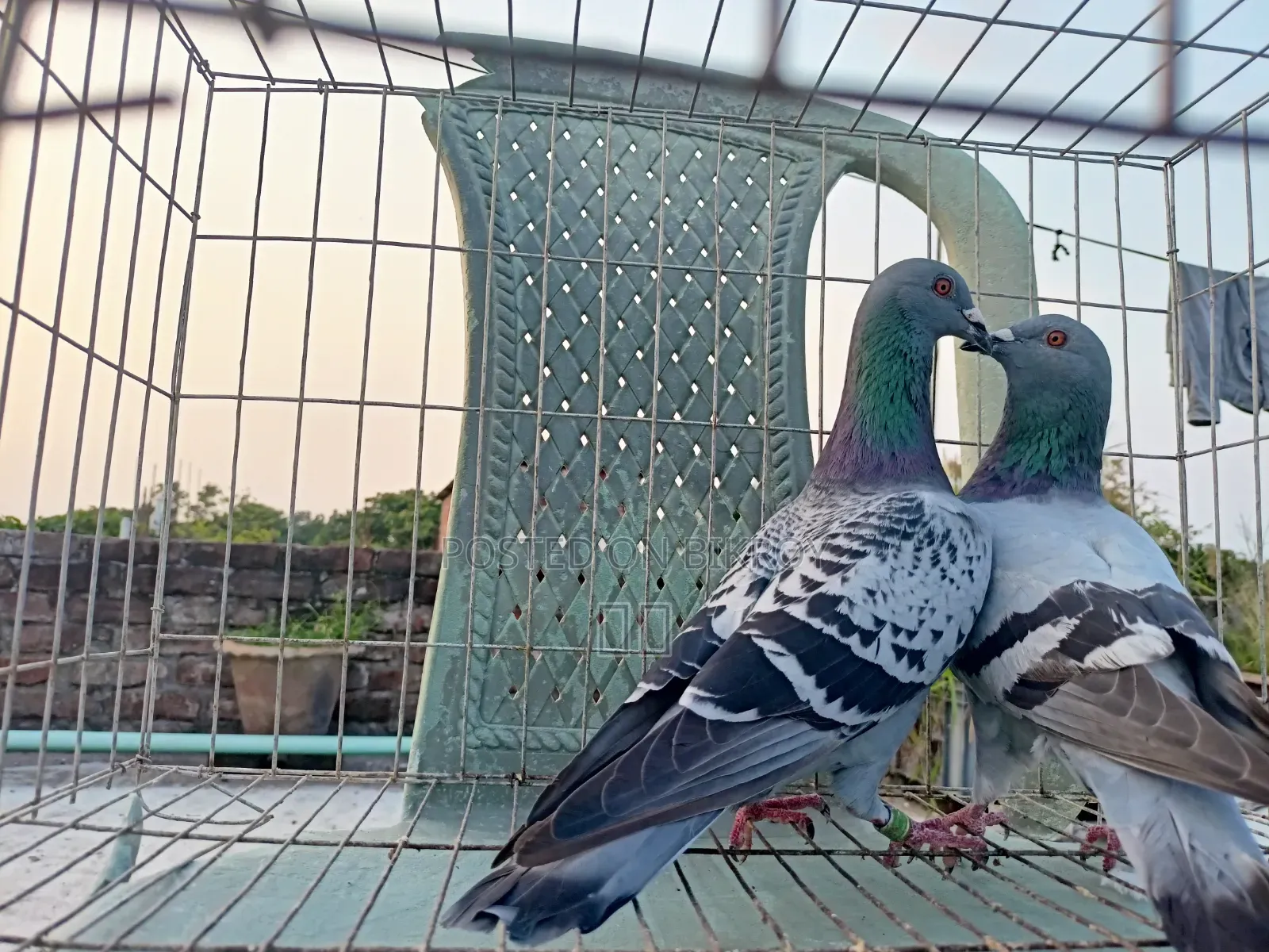 Racer Racing Pair of Pigeons