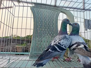 Racer Racing Pair of Pigeons