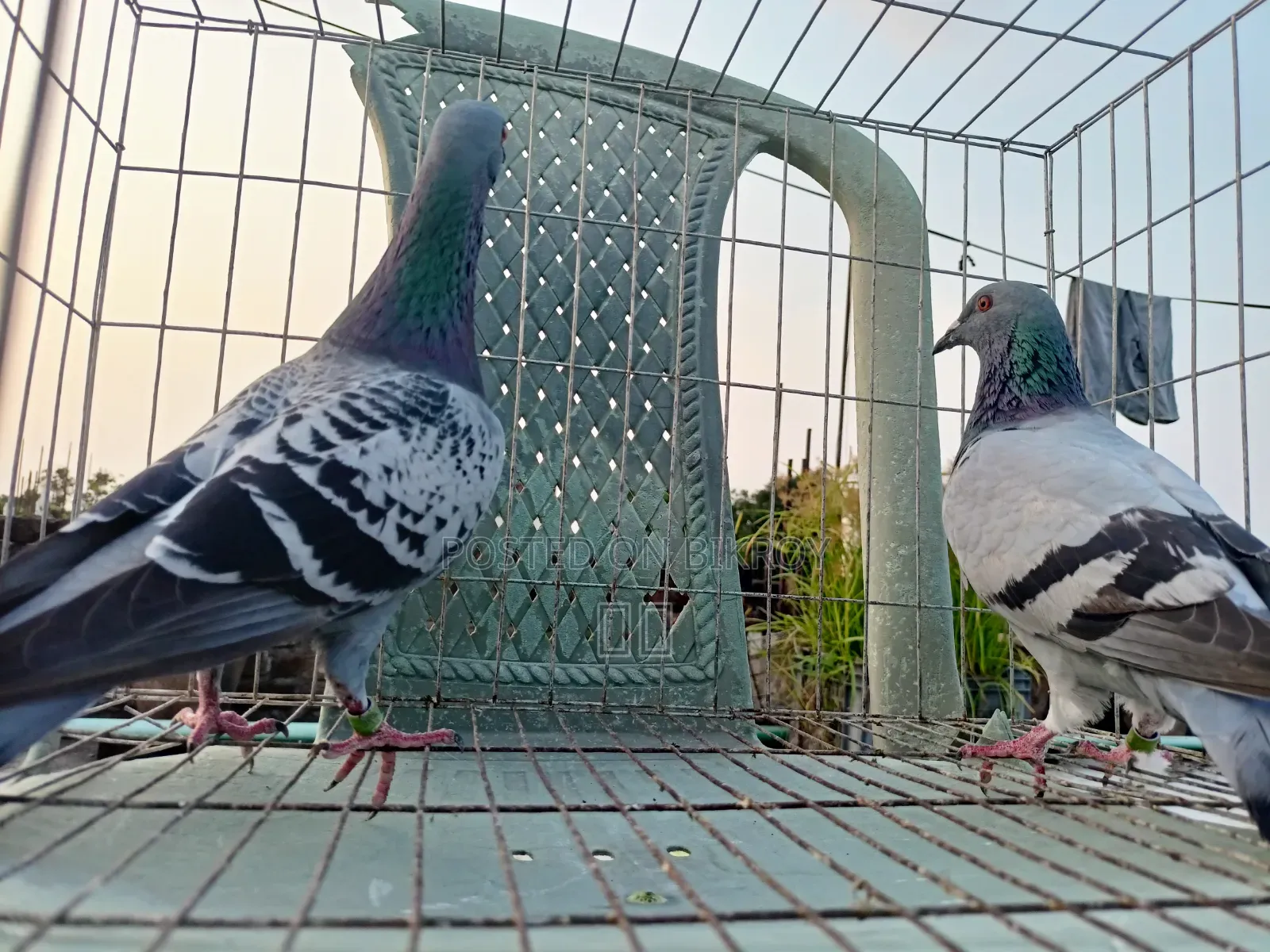 Racer Racing Pair of Pigeons