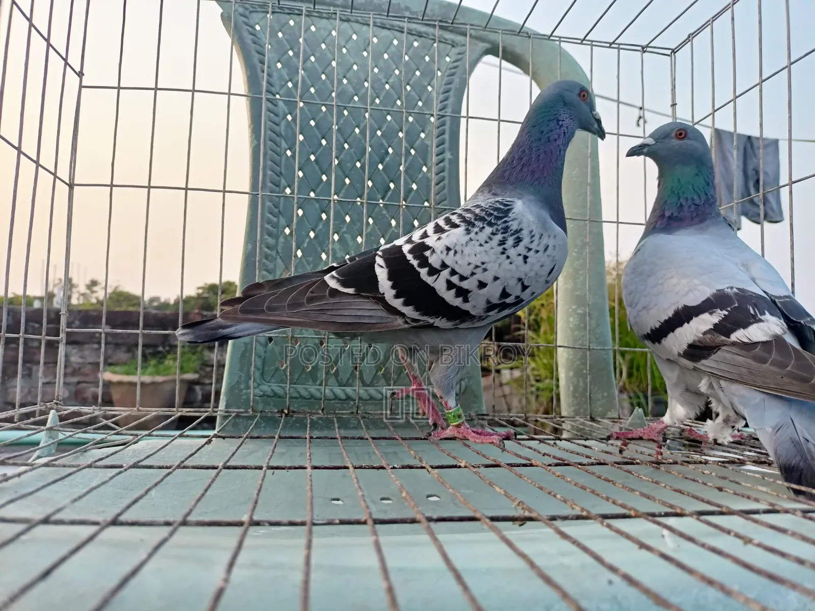Racer Racing Pair of Pigeons