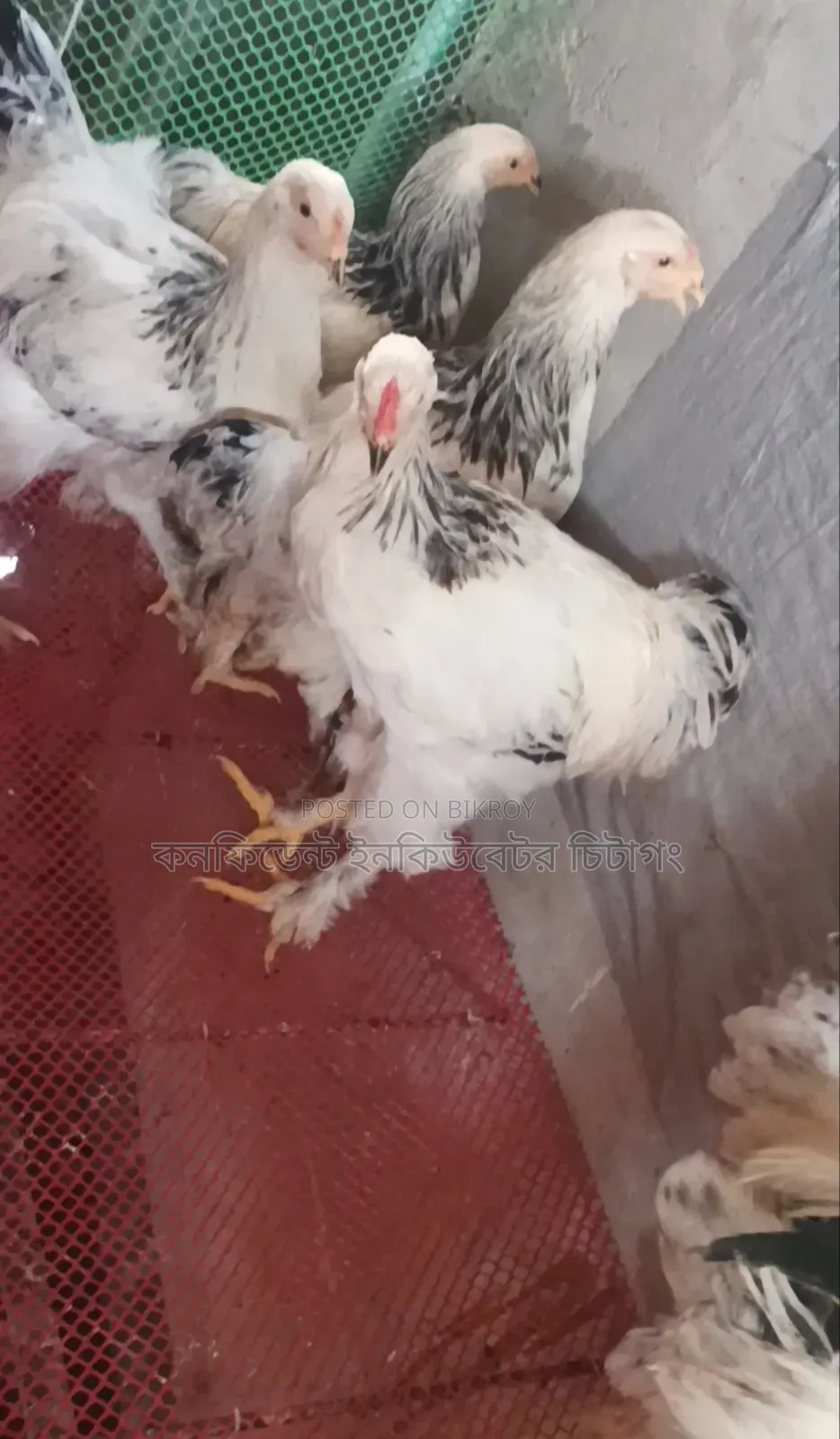 5+ month old Colombian Light Brahma