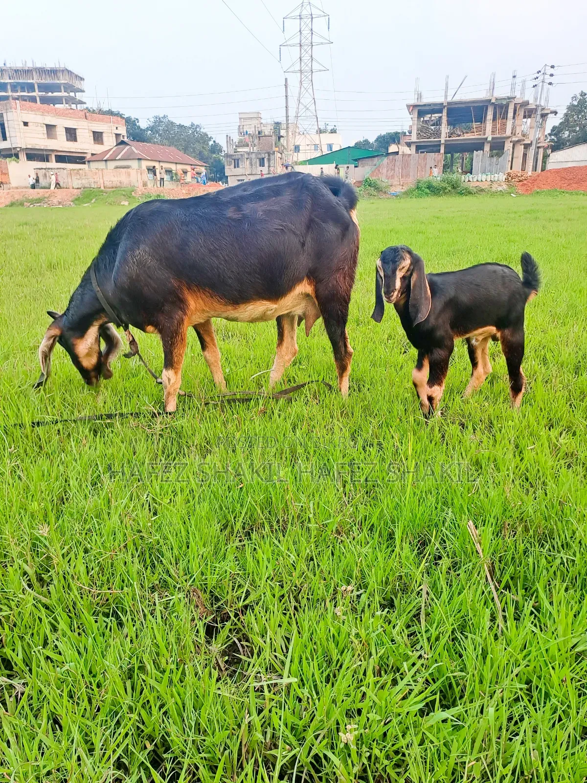 Local goat with kid