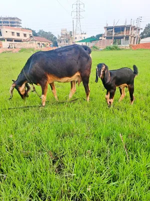 বাচ্চা সহ দেশি ছাগল