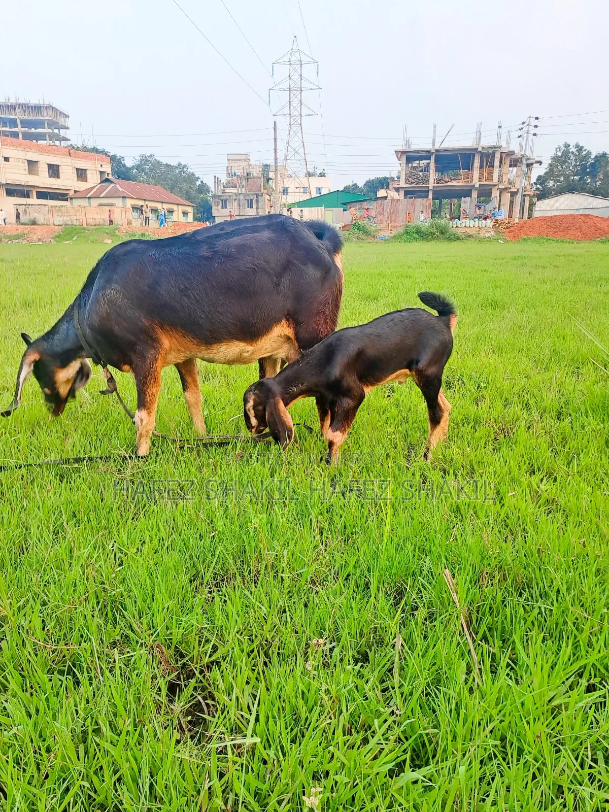 Local goat with kid