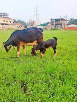 Local goat with kid