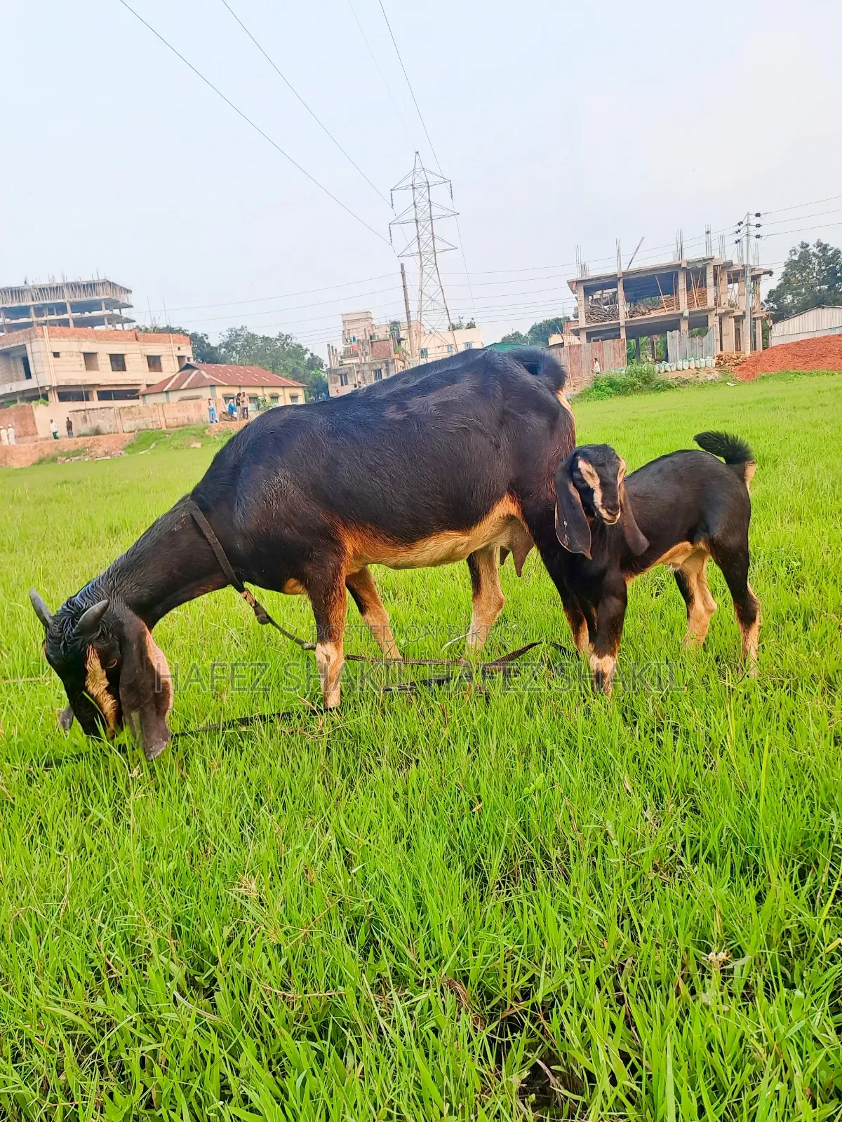 Local goat with kid