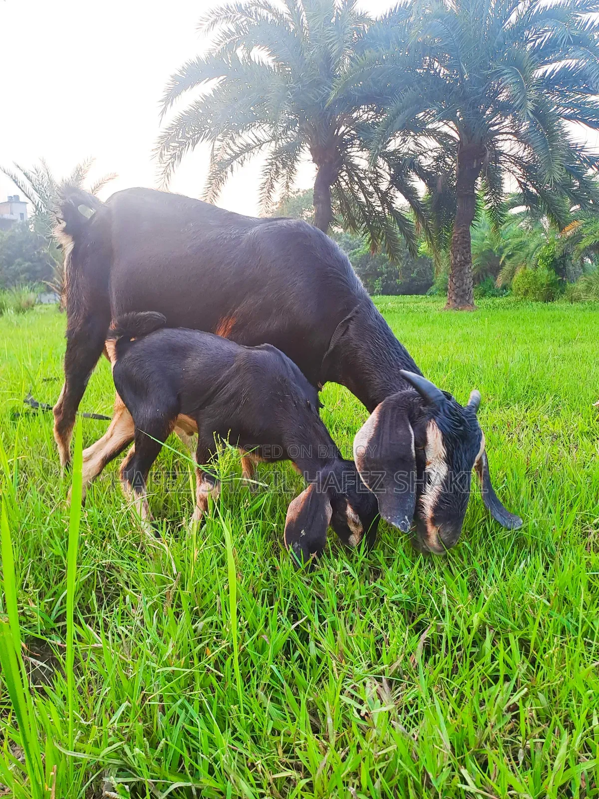 Local goat with kid
