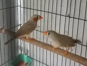 Zebra Finch 1 Pair
