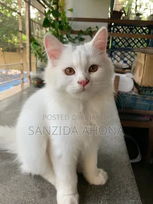1-3 Months Male Purebred Persian