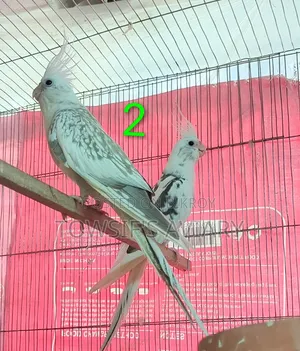 Cockatiel Running Pair