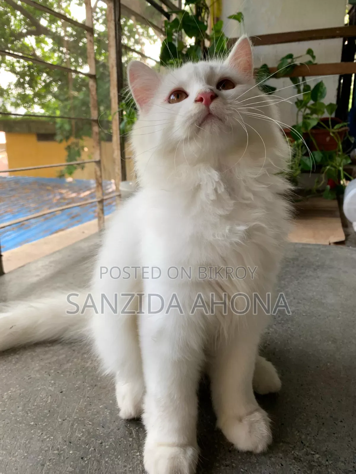 1-3 Months Male Purebred Persian