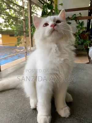 1-3 Months Male Purebred Persian