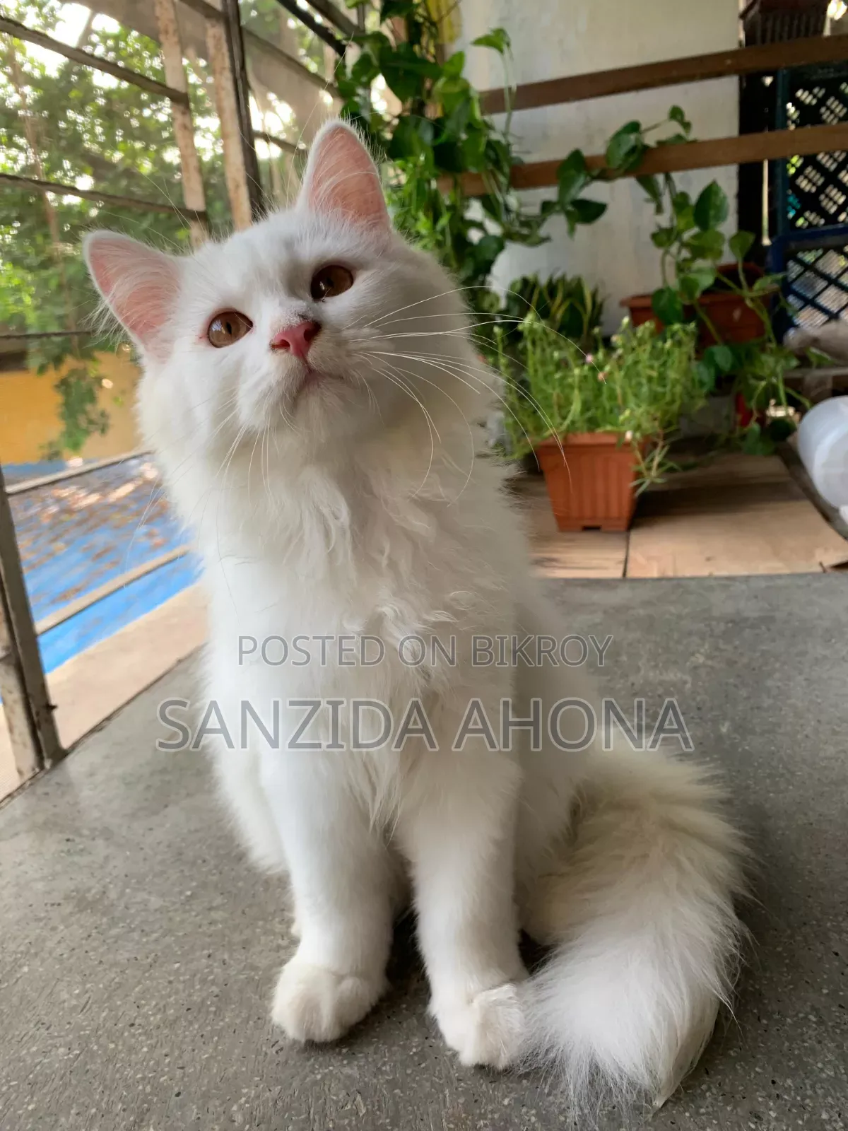 1-3 Months Male Purebred Persian
