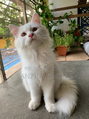 1-3 Months Male Purebred Persian
