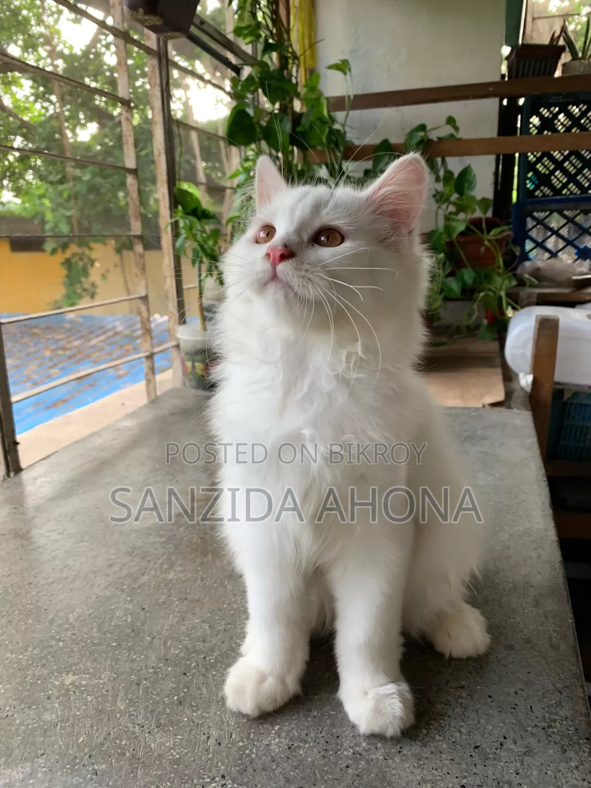 1-3 Months Male Purebred Persian