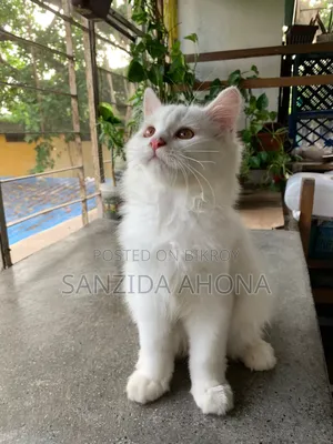 1-3 Months Male Purebred Persian