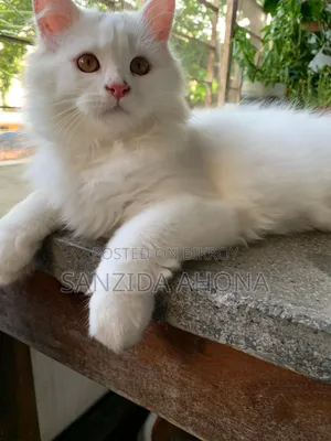 1-3 Months Male Purebred Persian