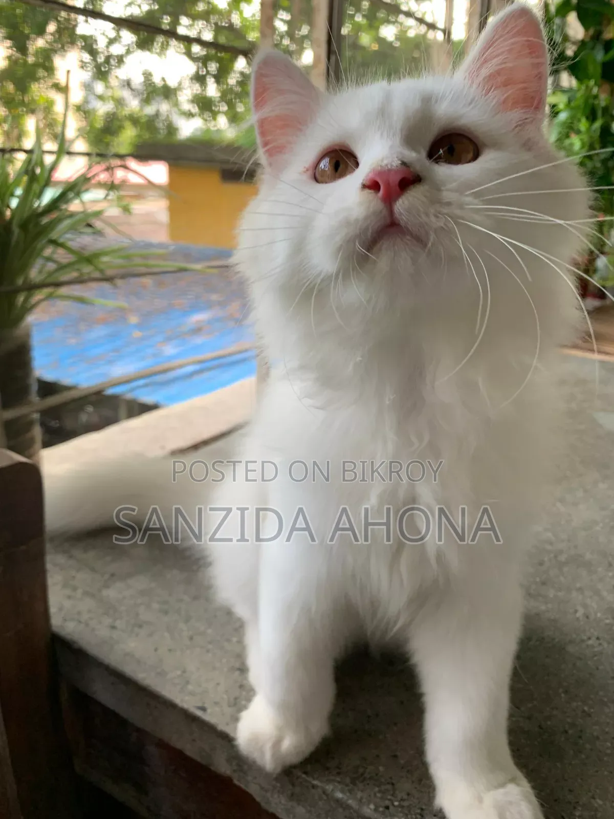 1-3 Months Male Purebred Persian