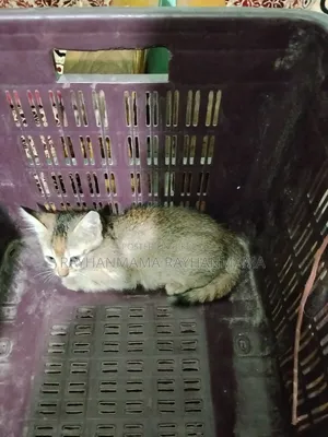 1-3 months Female Purebred Bengal