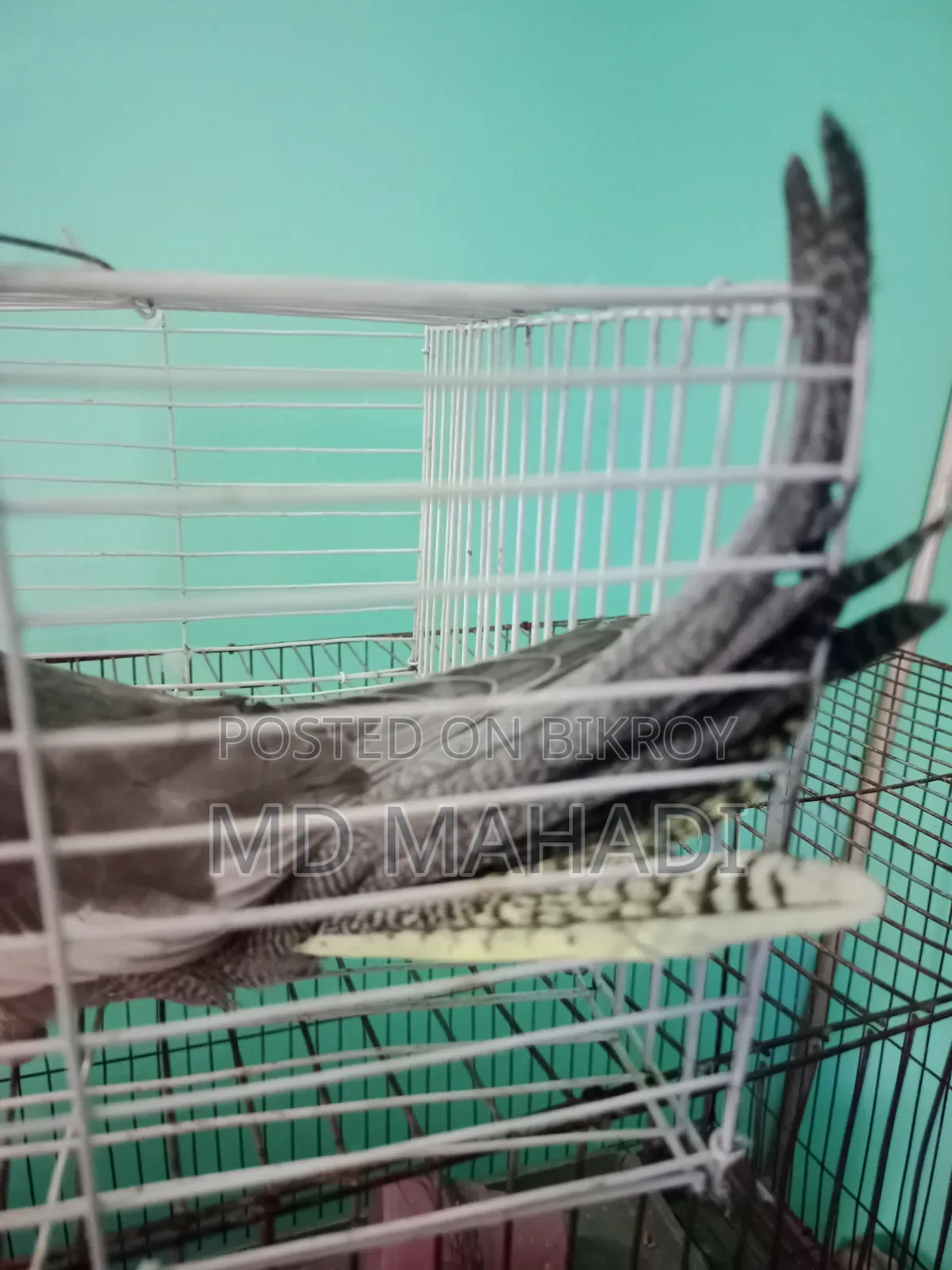 Cockatiel 6 to 7 months old female, completely healthy