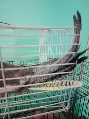 Cockatiel 6 to 7 months old female, completely healthy