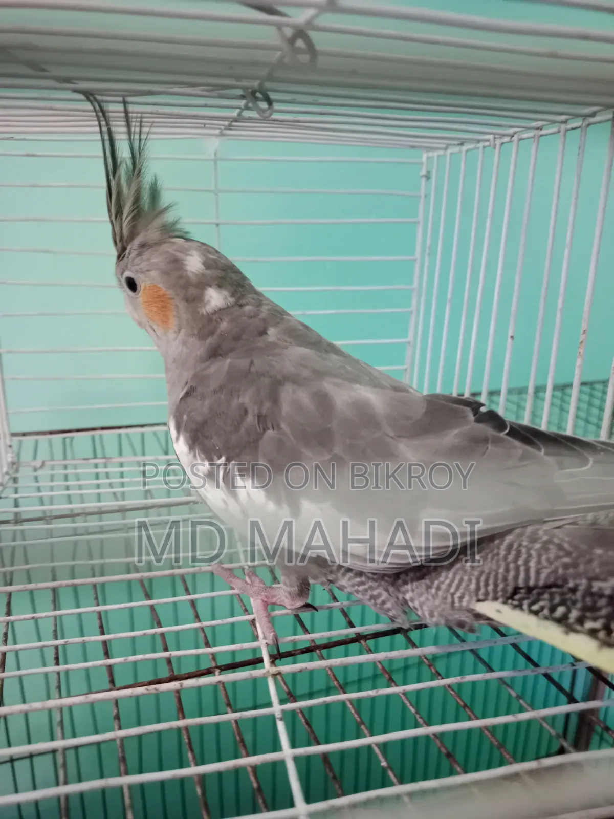 Cockatiel 6 to 7 months old female, completely healthy