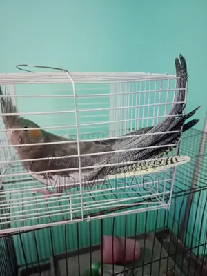 Cockatiel 6 to 7 months old female, completely healthy