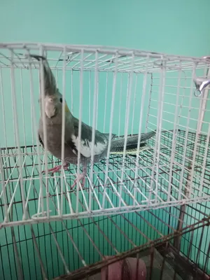 Cockatiel 6 to 7 months old female, completely healthy